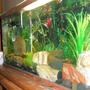 fish tank picture - Another angle.