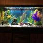 75 gallons freshwater fish tank (mostly fish and non-living decorations) - 75 gal freshwater tank.