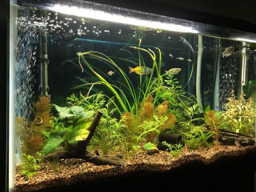 Rated #27: 29 Gallons Planted Tank - My tank that we have been working on for two years and still feel new to the hobby.   Goal is to have a planted tank that looks like a real (at least to a human) habitat.   All tips, suggestions are welcomed!