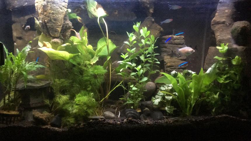 Rated #22: 25 Gallons Freshwater Fish Tank - DIY background with styrofoam and cement, has a sand/waterfall and all elements (filter, heater, hidden behind behind)