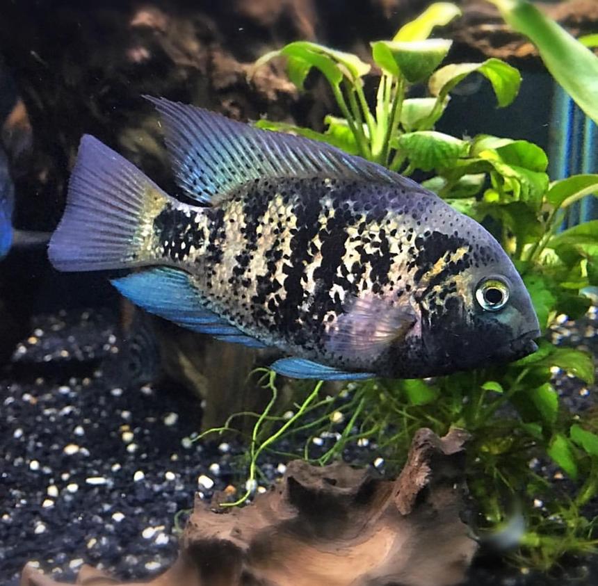 Rated #67: 150 Gallons Freshwater Fish Tank - Vieja Heterospila