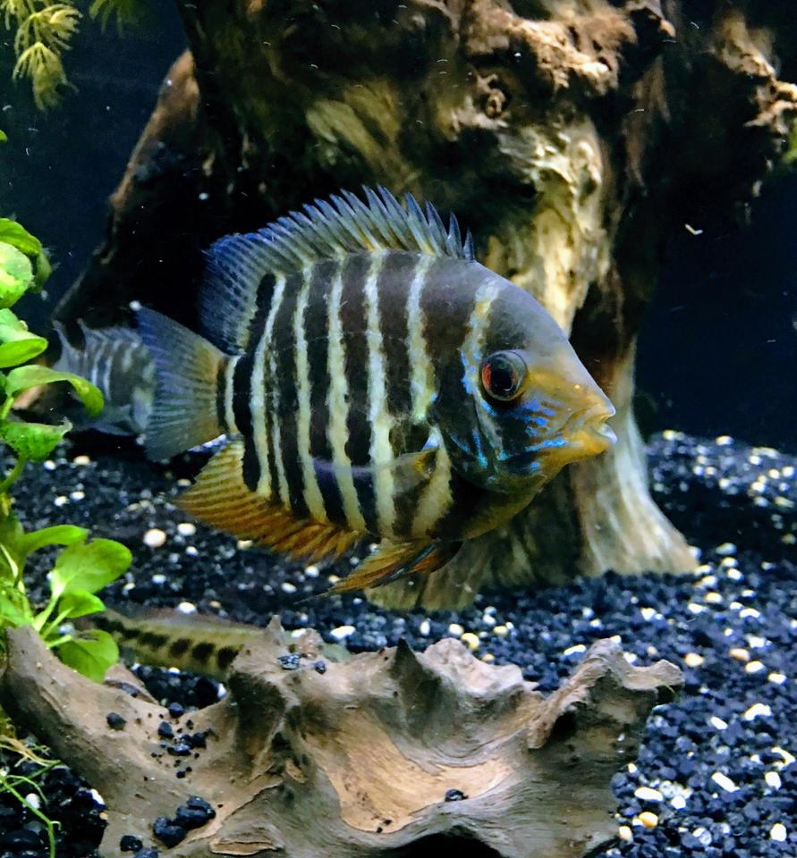 Rated #2: Freshwater Fish Stocking In 150 Gallons Tank - Red shoulder severum