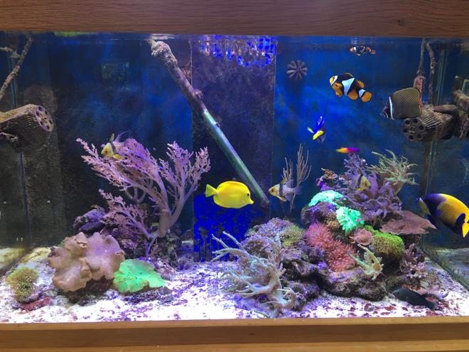 90 gallons reef tank (mostly live coral and fish) - Tank overview