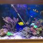 90 gallons reef tank (mostly live coral and fish) - Tank overview