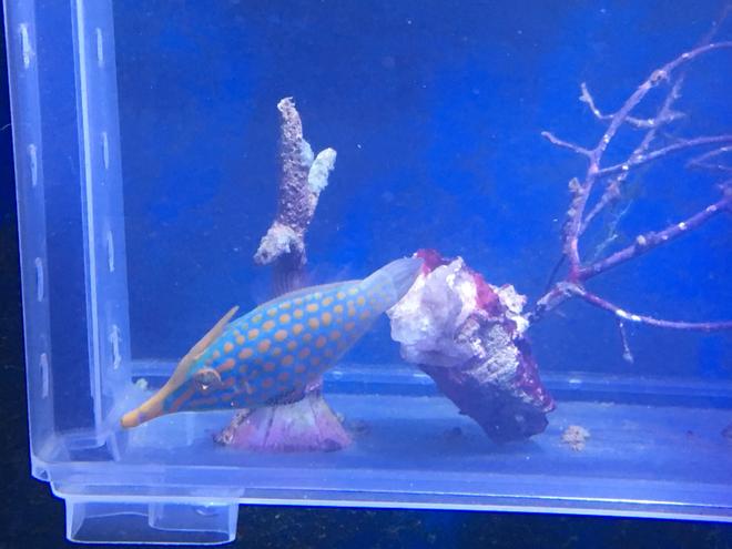 saltwater fish stocking in 90 gallons tank - Orange spotted filefish training onto masstick and flake.
4 weeks and feeding in main tank now.