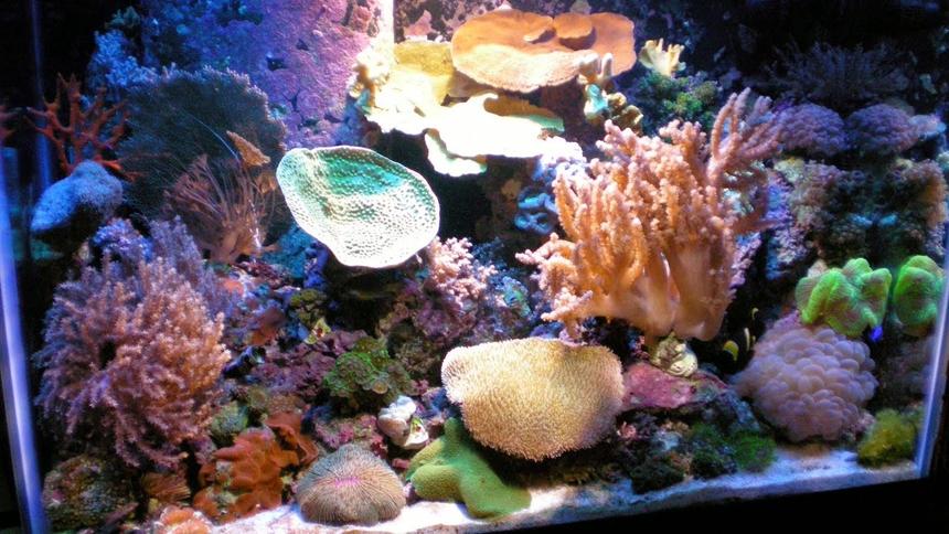Rated #13: 22 Gallons Reef Tank - 65 Mix Reef Tank - Lighting: 1-150W 10K HQI, 4-50W 10K Luminance LED & 2-96W Strips 50/50-Actinic. Filtration: ONLY Live Rock, Protein Skimmer and Algae Scrubber - No Reactors or Media of any kind. Supplements When Needed. Corals: Acan, Green Star Polyps, Colts, Xenia, Galaxia, Open Brain, Hammer, Bubbles, Koko, Zoos, Cup, Cap, etc