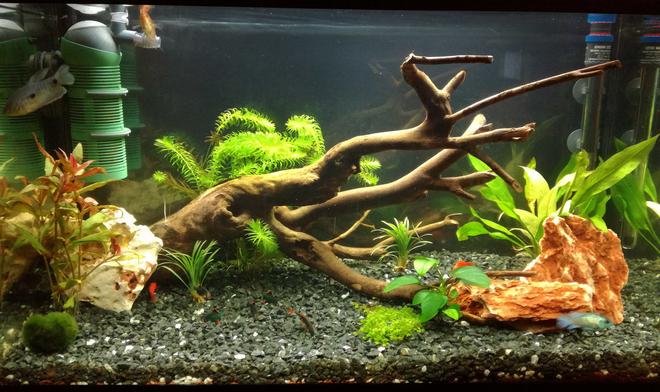 34 gallons freshwater fish tank (mostly fish and non-living decorations) - my 34 gallon (130 liters) freshwater fish tank.
