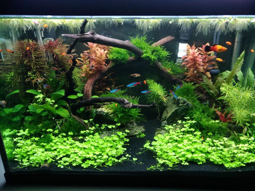 Rated #6: 20 Gallons Planted Tank - 20G tank 12 weeks after build.