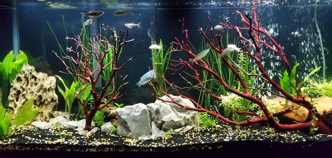 55 gallons planted tank (mostly live plants and fish) - This is a new image of the tank.