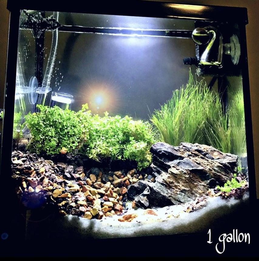 Rated #28: 1 Gallon Planted Tank - 1 gallon
