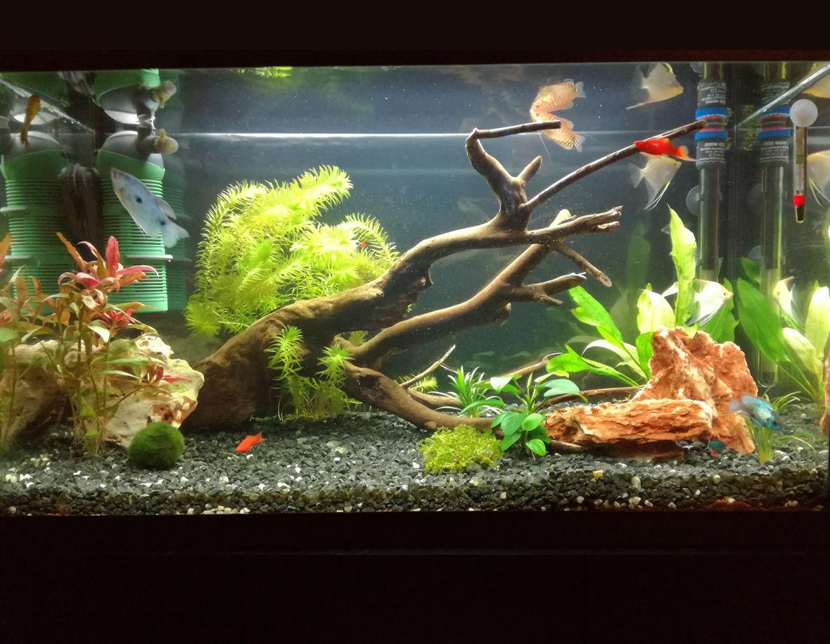 34 gallons planted tank (mostly live plants and fish) - My update of 34 gallon aquarium