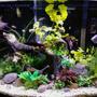 36 gallons freshwater fish tank (mostly fish and non-living decorations) - 36 gallon freshwater aquarium with rock driftwood and artificial plants