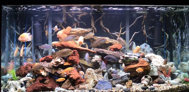 80 gallons freshwater fish tank (mostly fish and non-living decorations) - 80 gal malawi cichlids