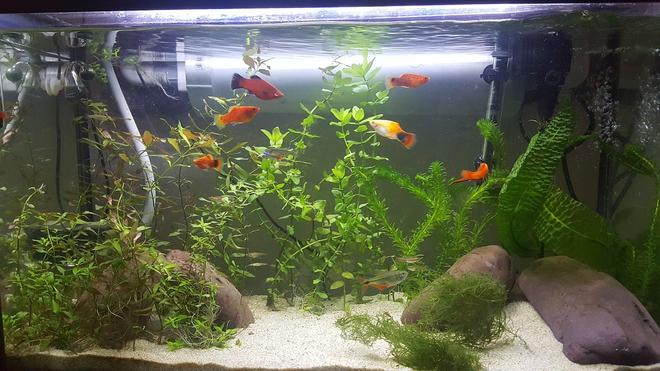 29 gallons planted tank (mostly live plants and fish) - Planted tank with mixed livebeares