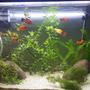 29 gallons planted tank (mostly live plants and fish) - Planted tank with mixed livebeares