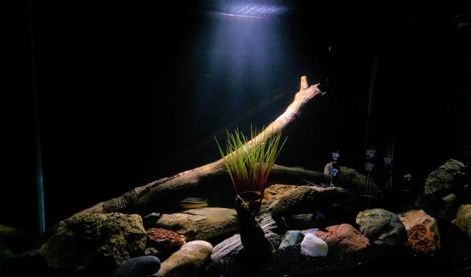 50 gallons freshwater fish tank (mostly fish and non-living decorations) - Fresh water tank, only cichlids :)