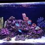 20 gallons saltwater fish tank (mostly fish, little/no live coral) - My post hurricane Irma tank