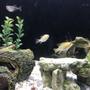fish tank picture - Golden rams