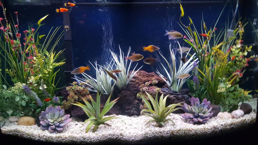 Rated #17: 46 Gallons Freshwater Fish Tank - My freshwater community aquarium