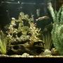65 gallons freshwater fish tank (mostly fish and non-living decorations) - 65g freshwater