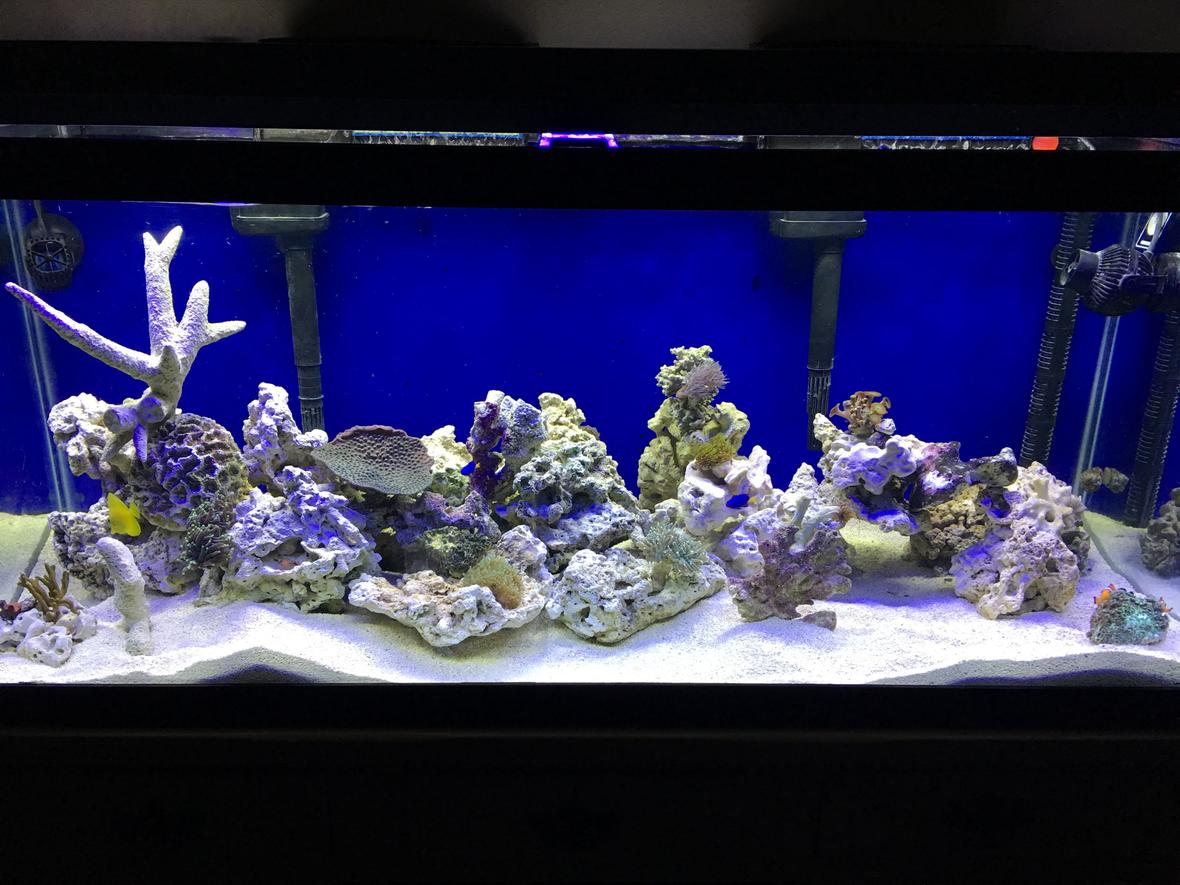 75 gallons reef tank (mostly live coral and fish) - My first try at a reef tank