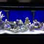 75 gallons reef tank (mostly live coral and fish) - My first try at a reef tank