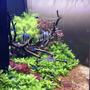 42 gallons planted tank (mostly live plants and fish) - Blue Angels!