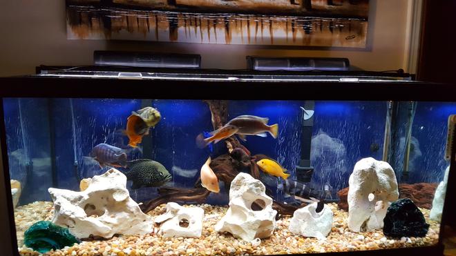 75 gallons freshwater fish tank (mostly fish and non-living decorations) - Some of my fish