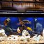 75 gallons freshwater fish tank (mostly fish and non-living decorations) - Some of my fish