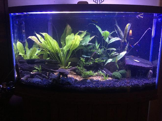 125 gallons planted tank (mostly live plants and fish) - Forgotten Drive. My first tank.