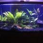 125 gallons planted tank (mostly live plants and fish) - Forgotten Drive. My first tank.
