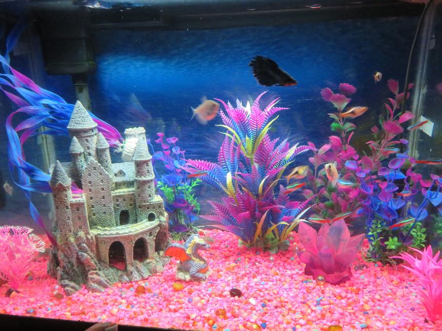 Rated #2563: 20 Gallons Freshwater Fish Tank - This is a 20 gallon tank, 12 x 24, whisper filter, newer heater (needs no adjustment), fluorescent light, pink gravel, castle, dragon. pink crystal, plastic plants (pink and purple)