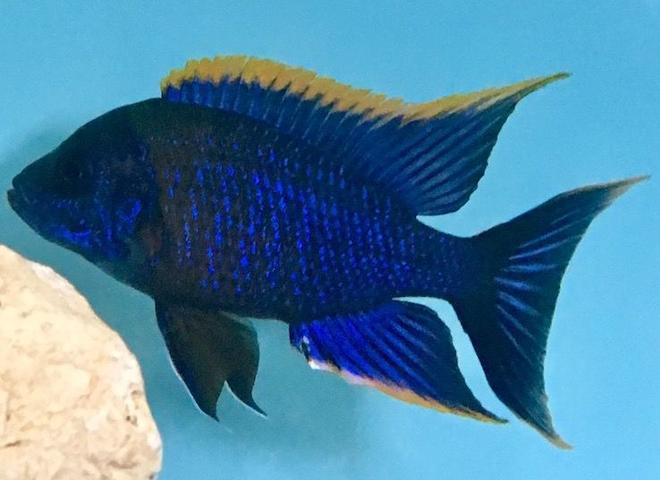 freshwater fish stocking in 120 gallons tank - Red Top Lwanda breeder