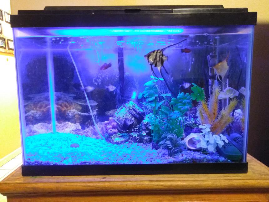 Rated #2535: 20 Gallons Freshwater Fish Tank - 01032018 tank update