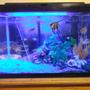 20 gallons freshwater fish tank (mostly fish and non-living decorations) - 01032018 tank update