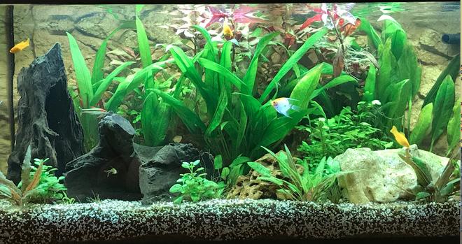 freshwater fish stocking in 180 gallons tank - Planted tank
