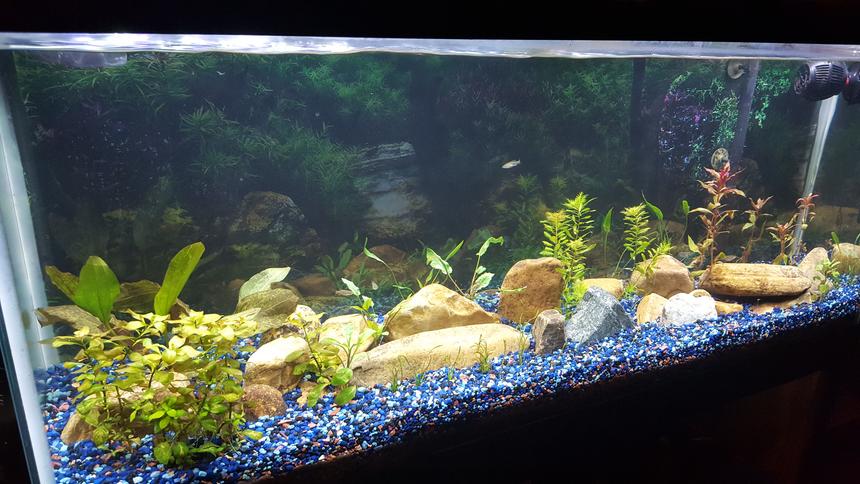 Rated #48: 55 Gallons Planted Tank - 1st 4 weeks of restarting aquarium.