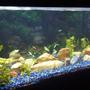 55 gallons planted tank (mostly live plants and fish) - 1st 4 weeks of restarting aquarium.