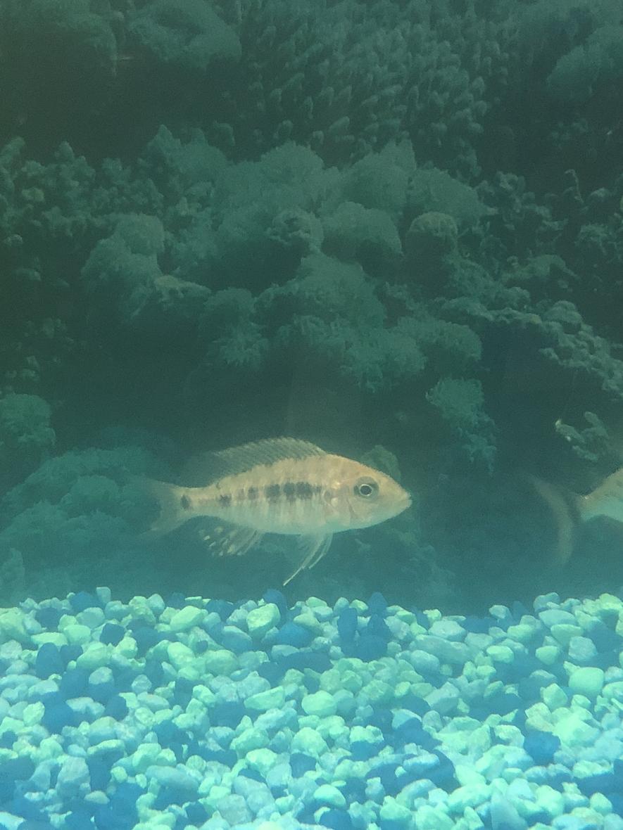 Rated #23: Freshwater Fish Stocking In 36 Gallons Tank - Name this fish please