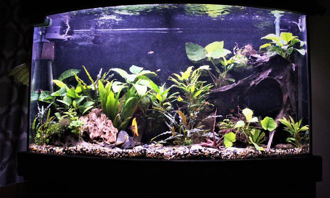 100 gallons planted tank (mostly live plants and fish) - 75 bowfront. 90% anubias.