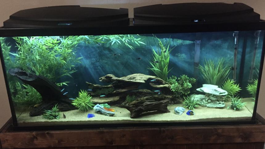 Rated #25: 55 Gallons Freshwater Fish Tank - My tank