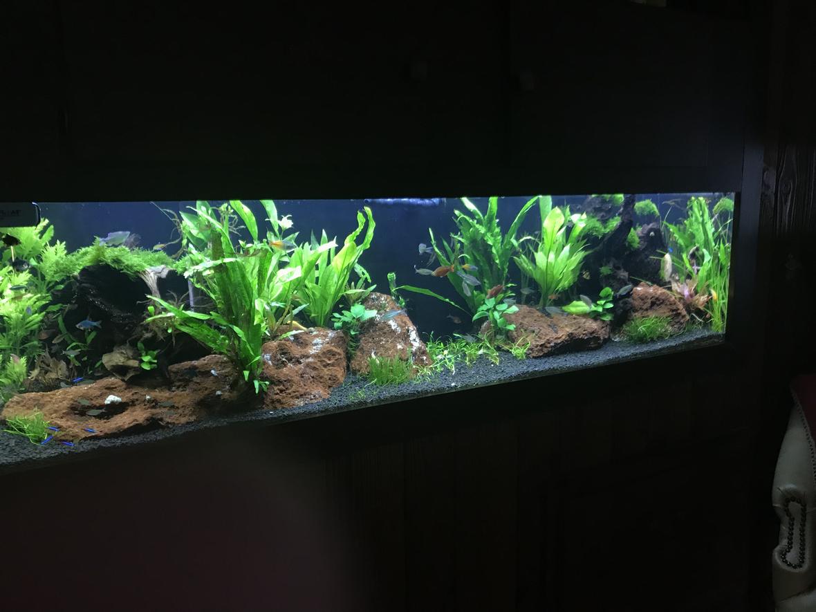125 gallons planted tank (mostly live plants and fish) - 125 Planted two months in