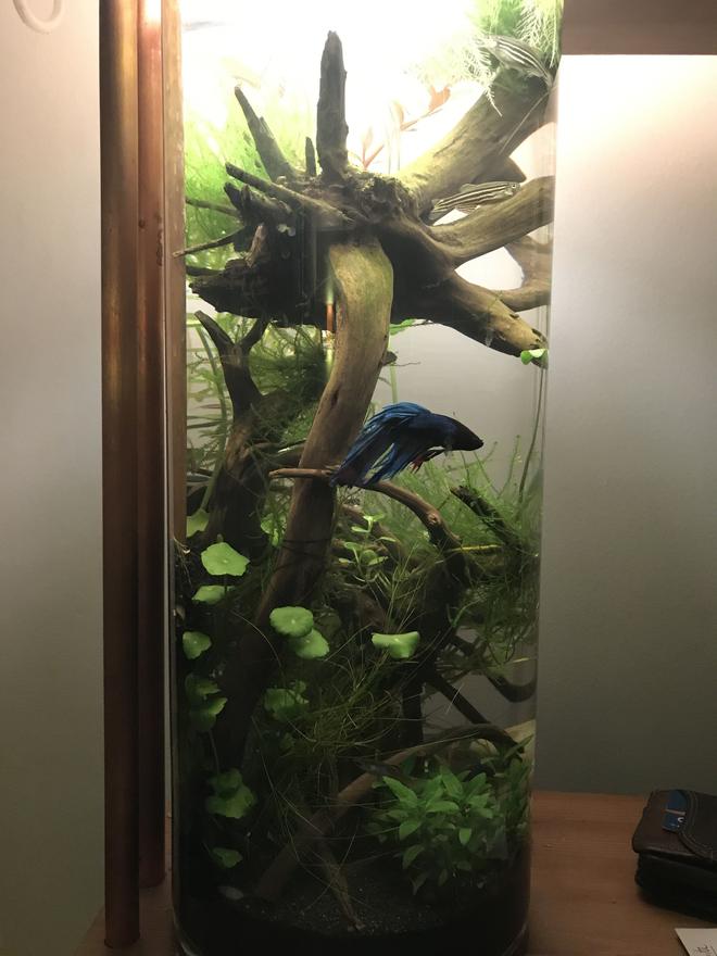 3 gallons planted tank (mostly live plants and fish) - My little betta tank
