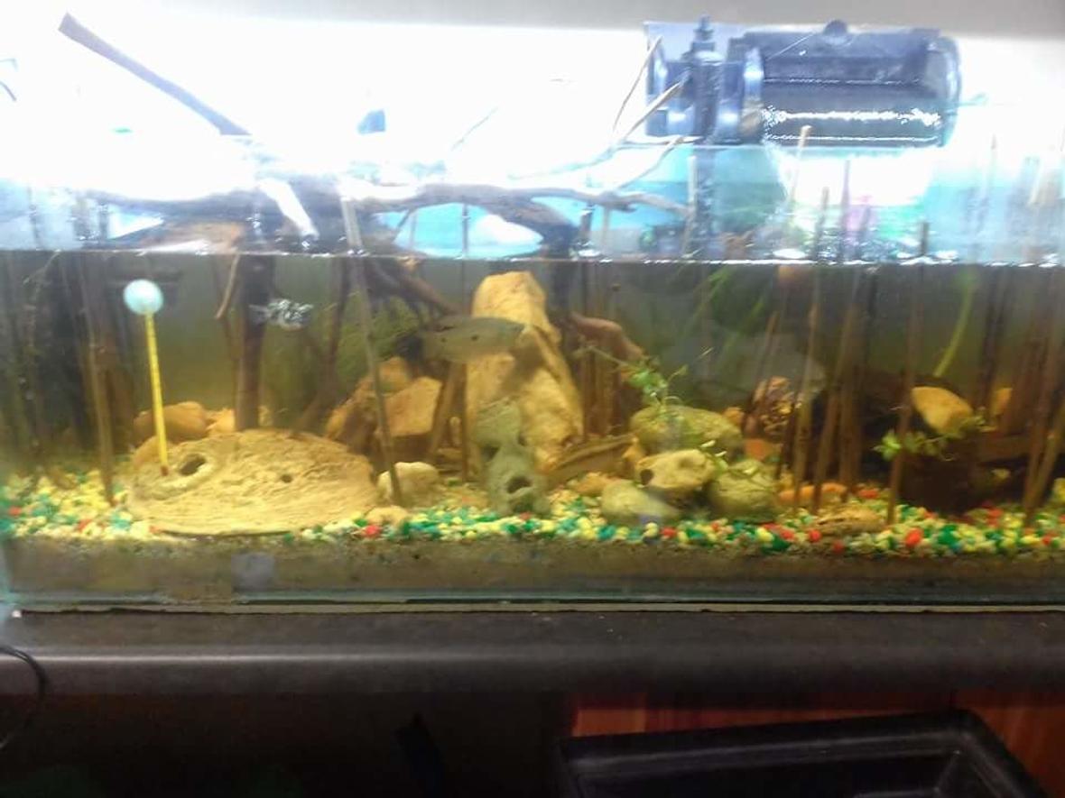 30 gallons planted tank (mostly live plants and fish) - 100L. Lightly planted with drift wood. Multiple filter types.