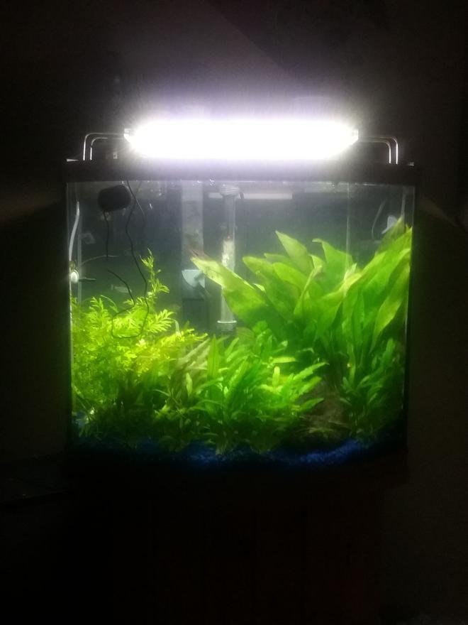 29 gallons planted tank (mostly live plants and fish) - My tank