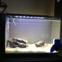 14 gallons saltwater fish tank (mostly fish, little/no live coral) - Please give tips on how the improve