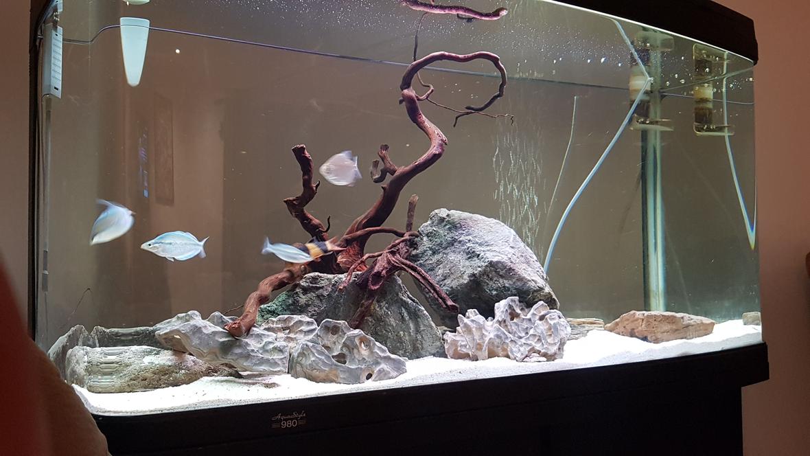 56 gallons freshwater fish tank (mostly fish and non-living decorations) - Native tank