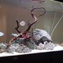 56 gallons freshwater fish tank (mostly fish and non-living decorations) - Native tank