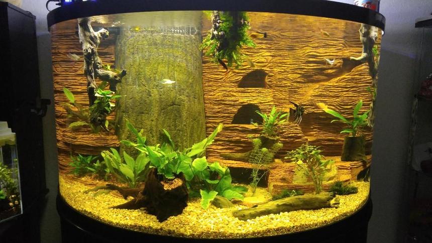 Rated #30: 144 Gallons Planted Tank - annubis ,amazon swords grape vine hung from bracing above entire backround was carved from old fish shipping styrofoam and colored and textured with drylock and concrete overflow turned into a tree with black pondfoam with a constant sand waterfall / fluidized sand filter