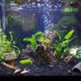 20 gallons planted tank (mostly live plants and fish) - 20G Tall - Gourami/Guppies/Cories